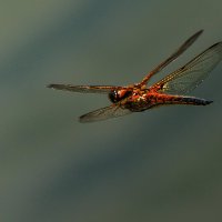 В полёте. :: Владимир Безбородов В полёте. :: Владимир Безбородов