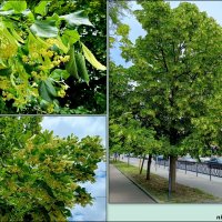 Май :: Нина Бутко