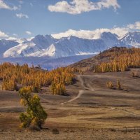 На окраине Курая. :: Марина Юдинских