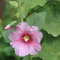 Мальва :: ZNatasha - Мальва :: ZNatasha -