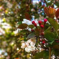 И воробей своим крылом, в песке купаяся, трепещет :: Hope 