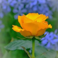 роза в мае зацвела... :: Andrey Bragin 