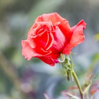 Нежность :: Светлана Тихонина