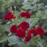 С моей клумбы :: Светлана Тихонина