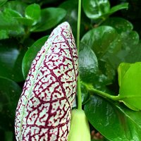 ТРАВА   КИРКАЗОН   ИЛИ   АРИСТОЛОХИЯ :: Анатолий Малобродский