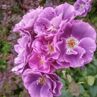 Рапсодия ин блю :: Игорь Сарапулов