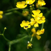 Природа конца мая  1 :: Александр Прокудин