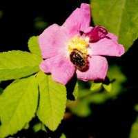 Природа конца мая  4 :: Александр Прокудин