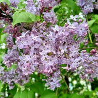 Сирень :: Сапсан 