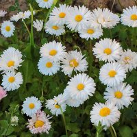 Маргариточки :: Светлана 