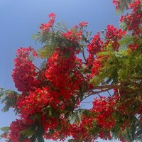 Делоникс королевский | Египет :: Наталия Павлова