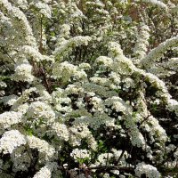 Спирейное великолепие.. :: Лия ☼ Спирейное великолепие.. :: Лия ☼