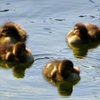 Спящие утята кряквы. :: Милешкин Владимир Алексеевич 