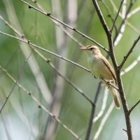 В ожидании лета. :: Виктор Иванович Чернюк В ожидании лета. :: Виктор Иванович Чернюк
