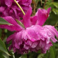 С первым днём лета,друзья! :: Нина Андронова