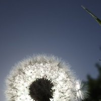 Солнечное лето :: Pippa 