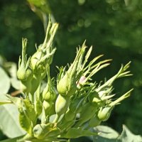 Солнечное лето :: Pippa Солнечное лето :: Pippa