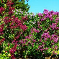 Сад сирени :: Aida10 Сад сирени :: Aida10