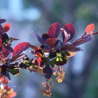 Весенний барбарис :: Syntaxist (Светлана)