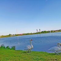 Утренний моцион. :: Vladimir Semenchukov Утренний моцион. :: Vladimir Semenchukov