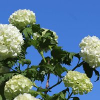 Калина Бульденеж :: Любовь Сахарова