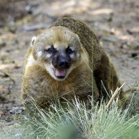 Обыкновенная носуха. :: Alexander Amromin Обыкновенная носуха. :: Alexander Amromin