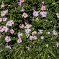 Шиповник :: Анатолий Чикчирный