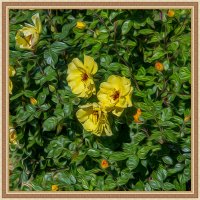 Розы :: Анатолий Чикчирный Розы :: Анатолий Чикчирный