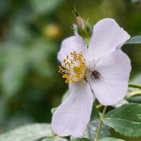 Удачная охота. :: Николай Удачная охота. :: Николай