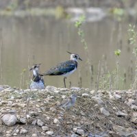 чибис :: юрий макаров чибис :: юрий макаров