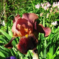 Красавчик :: Людмила Смородинская