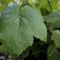 Виноградный лист :: Валентин Семчишин