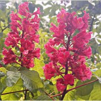 Розовый каштан. :: Валерия Комова Розовый каштан. :: Валерия Комова