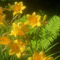 Здравствуй,лето! :: Елена Семигина