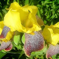 Солнечный ирис :: Елена Семигина Солнечный ирис :: Елена Семигина