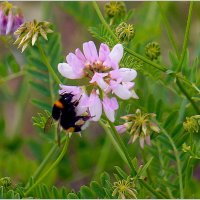 Здравствуй Лето ! :: Сеня Белгородский