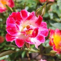 ,,, :: Сергей Тимоновский