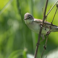 Камышовка. :: Владимир Безбородов