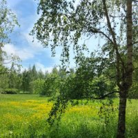 Пора одуванчиков. :: Владимир Безбородов Пора одуванчиков. :: Владимир Безбородов