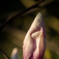 Цветок магнолии в вечернем свете... :: Николай Гирш