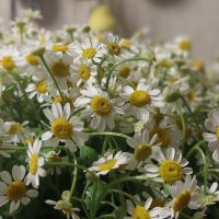 Ура, лето!! :: ИРЭН@ .