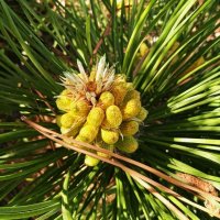 майские шишки :: Елена Шаламова майские шишки :: Елена Шаламова