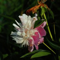 Пион :: Юрий Гайворонскiий