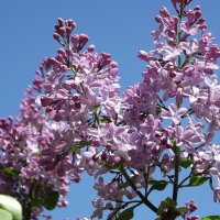 Сирень :: Freddy 97