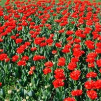 Тюльпани цвітуть :: Степан Карачко