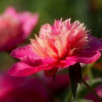 Утро пионов :: Юрий. Шмаков