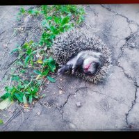 Дачный ёж. :: Игорь Солдаткин
