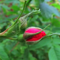 Бутон шиповника :: Андрей Снегерёв
