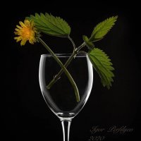 Вино из одуванчиков :: игорь 