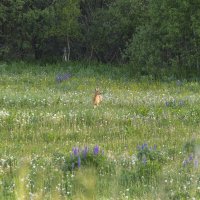 Косуля в лесу :: Алексей Булак